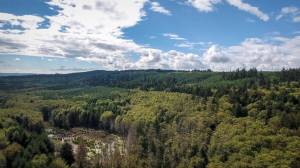 Tim and Beverly Ryan&rsquo;s $150,000 gift will conserve 60 acres of Port Gamble-area forestland. (Forterra/Courtesy)