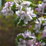 Spring has sprung; do you have a plan? | Garden Life