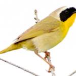 The Common Yellowthorat is a large warbler that hangs out in the brushy margins of farm fields and wetlands. Its distinctive &ldquo;withciety witchety&rdquo; alarm call is unmistakeable. (Jay Wiggs / Contributed)