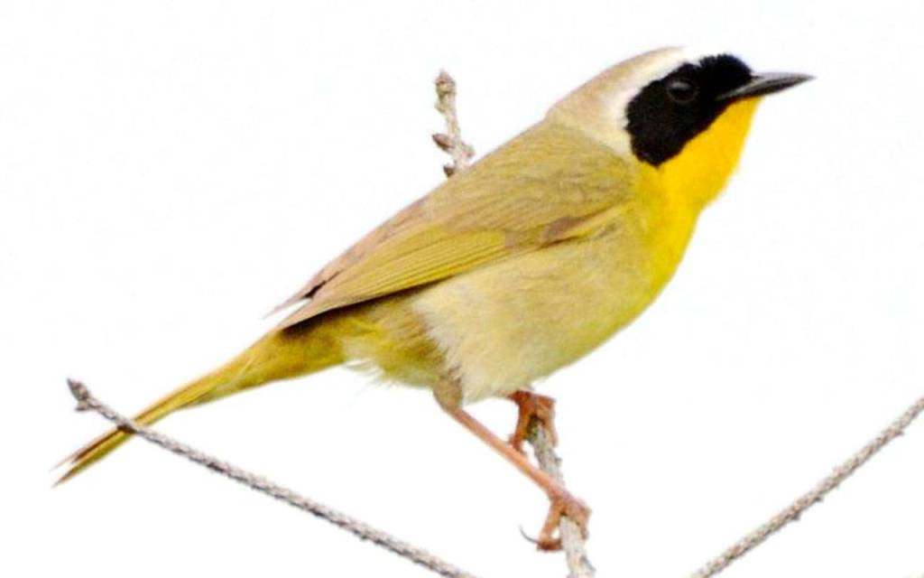 The Common Yellowthorat is a large warbler that hangs out in the brushy margins of farm fields and wetlands. Its distinctive &ldquo;withciety witchety&rdquo; alarm call is unmistakeable. (Jay Wiggs / Contributed)