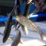 Despite efforts to restore habitat and clean our waters, wild salmon runs are still struggling and hatchery fish comprise 90 percent of fish caught. (Northwest Indian Fisheries Commission)