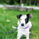 Before you interact with a dog you don&rsquo;t know, it&rsquo;s important to ask the owner&rsquo;s permission. (DarrylAnn Girardin / Contributed)