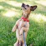 If you are going to be hiking, running, or biking with your dog, make sure you start off slow to give your pet time to condition. (DarrylAnn Girardin / Contributed)