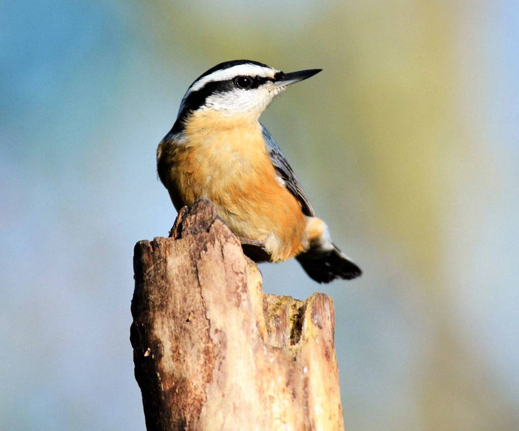 Red-breasted Nuthatches often hang upside down on suet feeders. Their song has been compared to the sound of a tiny tin bugle. (Carrie Griffis / Contributed)