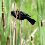 The song of the male Red-winged Blackbird dominates many marshlands, where their flocks usually far outnumber other bird species.