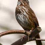 The Song Sparrow can woo a series of mates each season with his melodious repertoire of songs and charming boldness. (Jay Wiggs / Contributed)
