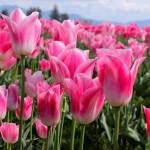 Spring has sprung; do you have a plan? | Garden Life