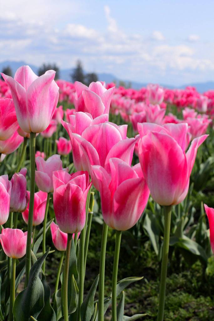 Spring has sprung; do you have a plan? | Garden Life