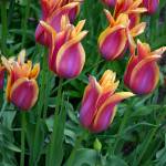 Spring has sprung; do you have a plan? | Garden Life