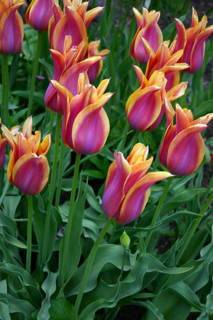 Spring has sprung; do you have a plan? | Garden Life