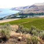 Syrah is playing a key role in Northwest red blends | Northwest Wines