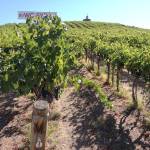 Red Willow Vineyard in the western end of the Yakima Valley is topped by the iconic chapel that stands as a tribute to the late Monsignor Mulcahy, a cherished friend of vineyard owner Mike Sauer. (Eric Degerman/Great Northwest Wine)