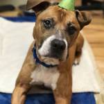 Harley has recovered his health and spirit, thanks to the care and love given to him by the Kitsap Humane Society staff. He is now available for adoption. Photo: Kitsap Humane Society