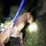 Harley, a pit bull-boxer mix, was found emaciated and living in a filthy, abandoned trailer home in Port Orchard. Photo: Kitsap County Sheriff&rsquo;s Office