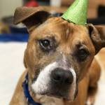Harley’s redemption: finding a loving home
