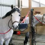 Horses wait in the wings for their cue to perform in their events at Sandamar Farm, April 15. (Terryl Asla/ Kitsap News Group)