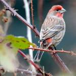 Can you name that bird? | Kitsap Birding