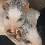 ‘PigMaileon’ supports our Kingston Food Bank | My Kingston Life