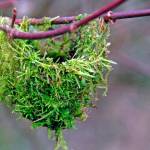 Nature’s wonders close to home | Hansville Happenings