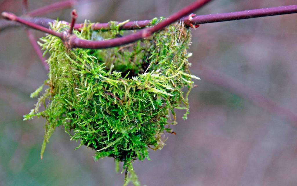 Nature’s wonders close to home | Hansville Happenings