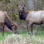 New agreement: Large-scale restoration and renewal planned for 30 miles of Hoh River