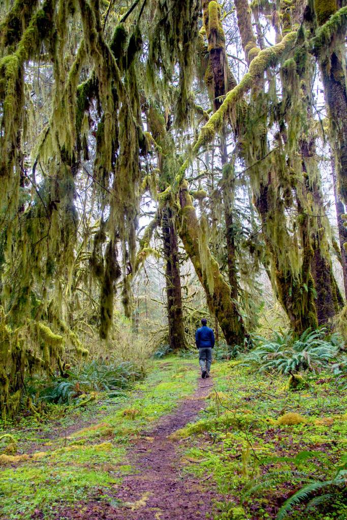 Nature Conservancy Washington Forest Manager Kyle Smith walks in part of what is to become the Hoh River Conservation and Recreation Area. (Joel Rogers)