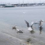 Our waterfront seagulls are up for just about any treat that might enable you to win the 29th annual Seagull Calling contest Saturday, May 27. Photo: Bob Smith | Kitsap Daily News