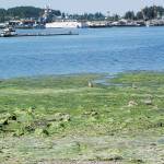 Shriek! Contestants plead for seagulls during Port Orchard’s calling festival