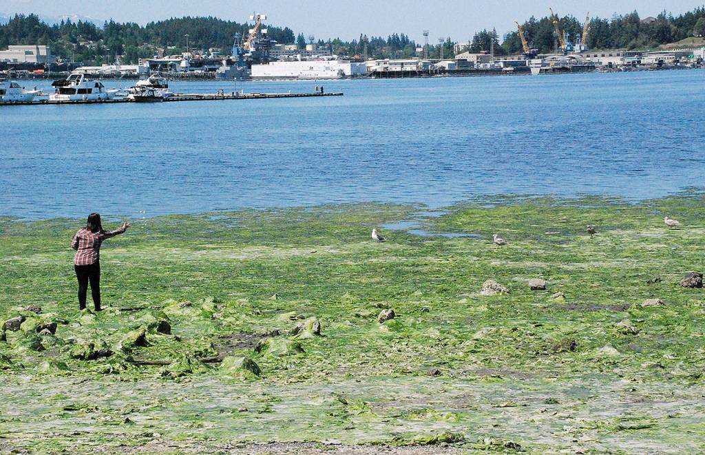 Shriek! Contestants plead for seagulls during Port Orchard’s calling festival