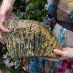 Sequim residents Lori Christie and Dean Flowers found a Columbian mammoth molar at a public beach in Sequim while looking for petrified wood and rocks. They hope to put the fossil on loan at the Sequim Museum & Arts Center. (Erin Hawkins/Olympic Peninsula News Group)