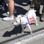 According to his owner, this is olympic College&rsquo;s newest student.