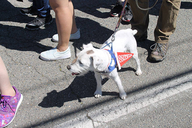 According to his owner, this is olympic College&rsquo;s newest student.