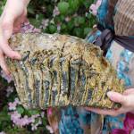 A big find: Mammoth molar discovered on Sequim beach
