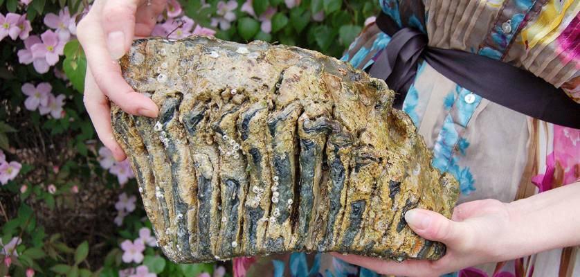 A big find: Mammoth molar discovered on Sequim beach