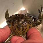 More invaders found: Invasive green crabs on the rise on Olympic Peninsula