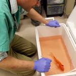 Dr. Craig Adams of Poulsbo Veterinary Clinic removed a tumor from Bubbles, a goldfish. (Courtesy photo)