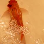 Dr. Craig Adams of Poulsbo Veterinary Clinic removed a tumor from Bubbles, a goldfish. (Courtesy photo)