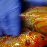 Dr. Craig Adams of Poulsbo Veterinary Clinic removed a tumor from Bubbles, a goldfish. (Courtesy photo)