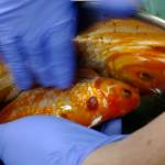 Dr. Craig Adams of Poulsbo Veterinary Clinic removed a tumor from Bubbles, a goldfish. (Courtesy photo)