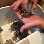 Researchers report they&rsquo;ve captured 60 European green crabs, an invasive species, at Graveyard Spit on the Dungeness Spit as of Thursday. This green crab was one of four found in early May that was sent to Massachusetts for research purposes to determine if it came from British Columbia, California or elsewhere. (Matthew Nash/Olympic Peninsula News Group)