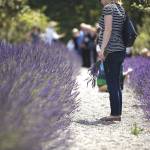 On Sunday, June 25, guests are encouraged to bring blankets to enjoy a picnic on the Kingston House lawn. (Tasha Vanasse / Contributed)