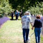 &ldquo;It&rsquo;s just a fun way for our neighbors and community to get together,&rdquo; organizer Matt Kelley said of the Kingston Lavender Festival. (Tasha Vanasse / Contributed)