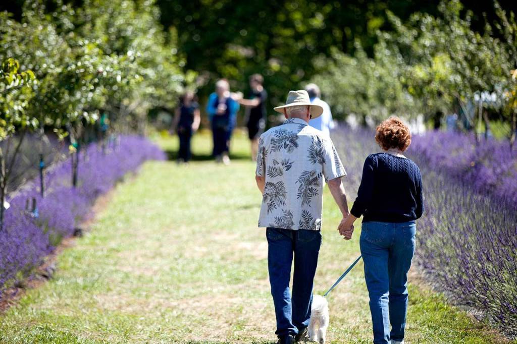 &ldquo;It&rsquo;s just a fun way for our neighbors and community to get together,&rdquo; organizer Matt Kelley said of the Kingston Lavender Festival. (Tasha Vanasse / Contributed)
