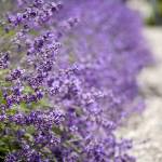 According to Kingston Lavender Festival organizer Matt Kelley, &ldquo;Our region just happens to be one of the world&rsquo;s best places to grow lavender.&rdquo; (Tasha Vanasse / Contributed)