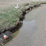 Invasive green crab count rises to 72 on Dungeness Spit