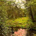 Now part of the conservancy&rsquo;s 280-acre Grovers Creek Preserve, the former Niemeier/Helton farm is home to bear, beaver, steelhead, coho, cutthroat trout, and countless birds. (Erik Pedersen/Courtesy)