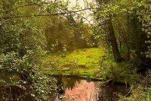 Now part of the conservancy&rsquo;s 280-acre Grovers Creek Preserve, the former Niemeier/Helton farm is home to bear, beaver, steelhead, coho, cutthroat trout, and countless birds. (Erik Pedersen/Courtesy)