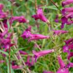Well-grown Penstemon &lsquo;Blackbird&rsquo; is known to carry up to 75 flowers per stem. (Debbie Teashon/Contributed)
