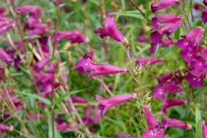 Well-grown Penstemon &lsquo;Blackbird&rsquo; is known to carry up to 75 flowers per stem. (Debbie Teashon/Contributed)