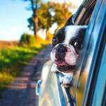 Don&rsquo;t leave your pet alone in a vehicle, especially in warmer weather. (Kitsap Humane Society/Contributed)